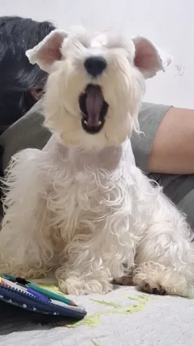 Schnauzer
