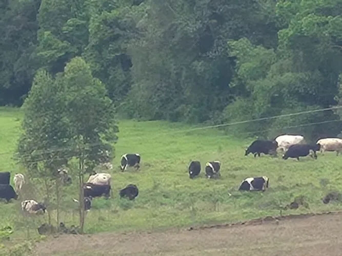 Vacas Holandesas 