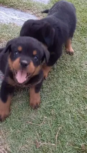 Rottwailler