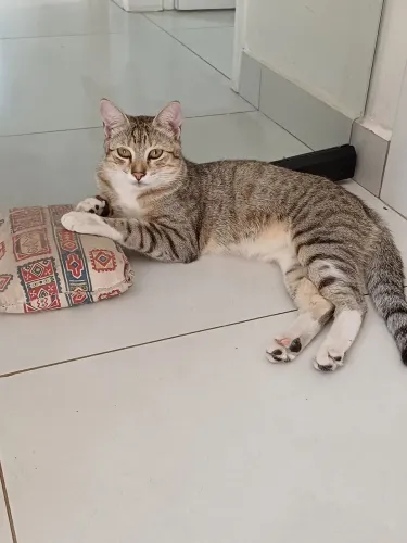 Doação responsável- gato