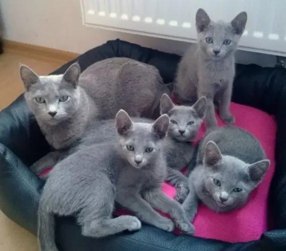 Russian Blue
