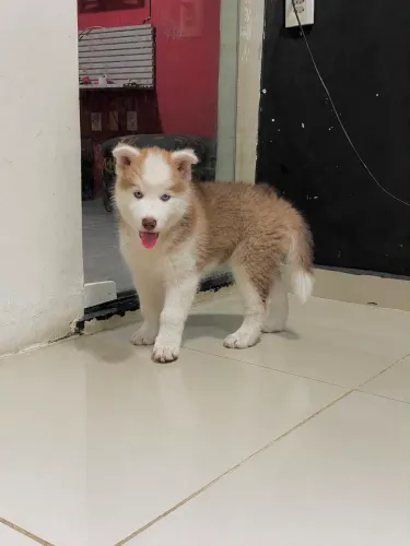 HUSKY SIBERIANO - MACHO