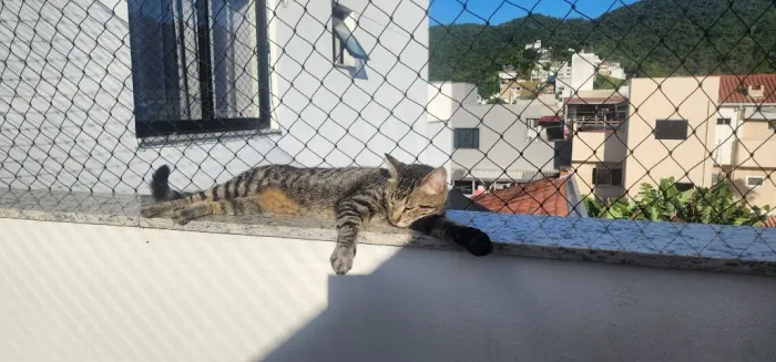 Rede de proteção Tela Pet preta 