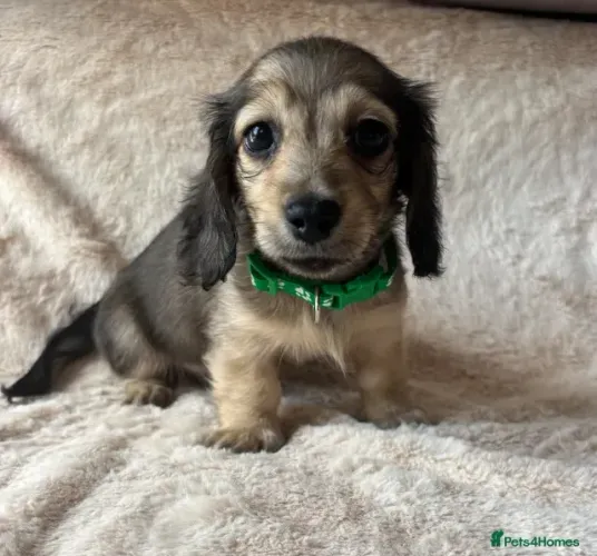 Filhote de cachorro dachshund/teckel/basset/salsicha/cofap dócil