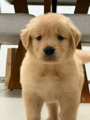 Filhote Golden Retriever