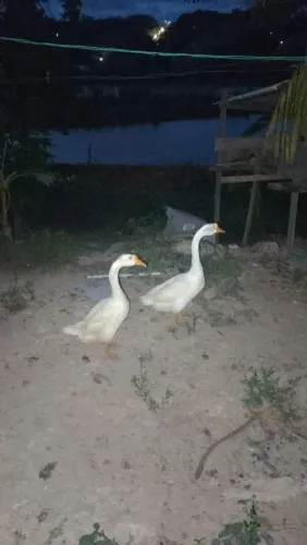 Casal de gansos