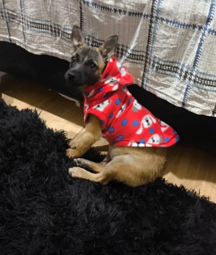 Doação Pastor Belga Malinois