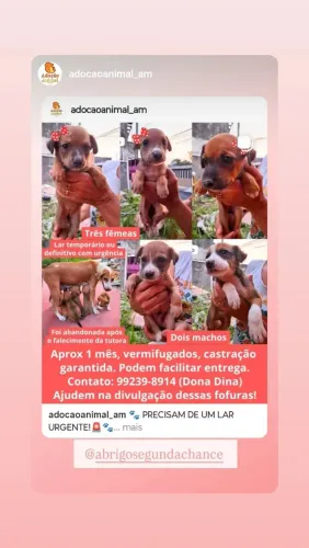 Doa se filhotes ?