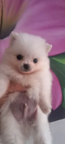 Spitz alemão 