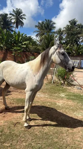 Cavalo manga larga marcha picada 