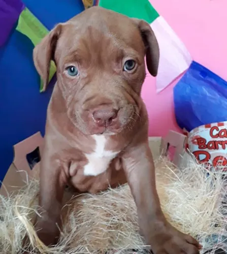 Doação de Pit bul