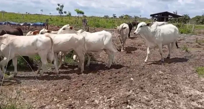 Novilhas Nelore à Venda 
