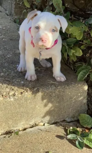 Neném Pitbull/ Pit Monster saudável e muito brincalhão