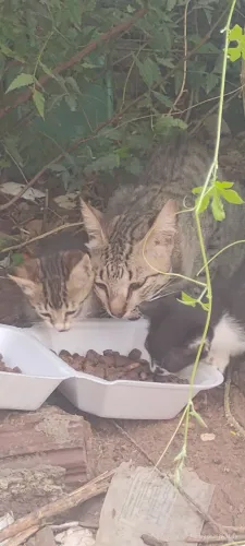 GATOS/ GATINHOS NASCIDOS EM TERRENO BALDIO PRECISANDO DE UM LAR /ADOÇÃO 
