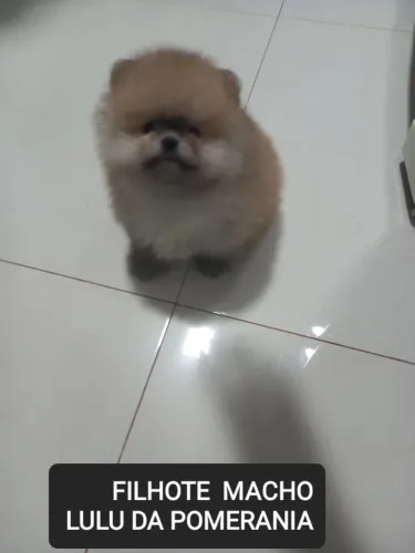 Vende-se filhote de Lulu da Pomerania Macho