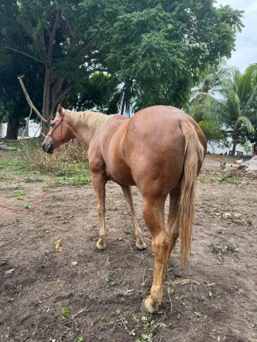 Égua P.O pronta de esteira 
