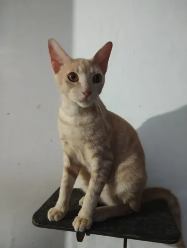Gato amarelo macho castrado ADOÇÃO