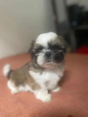 SHITZU PURO macho 