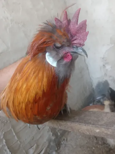 Galo polones novo 