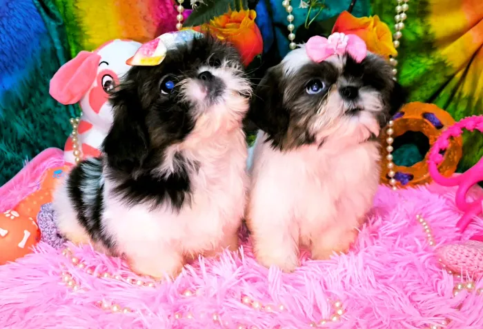Shih Tzu mini fêmeas