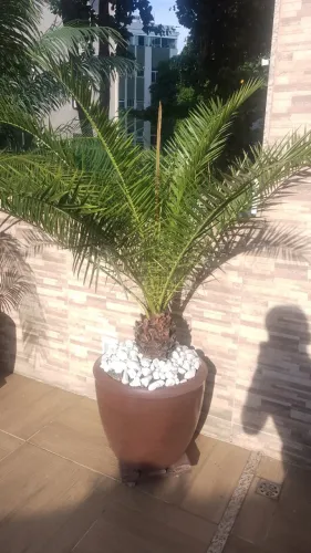 Palmeira em Vaso de Polietileno 