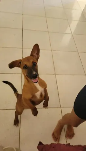 Cachorro 6 meses