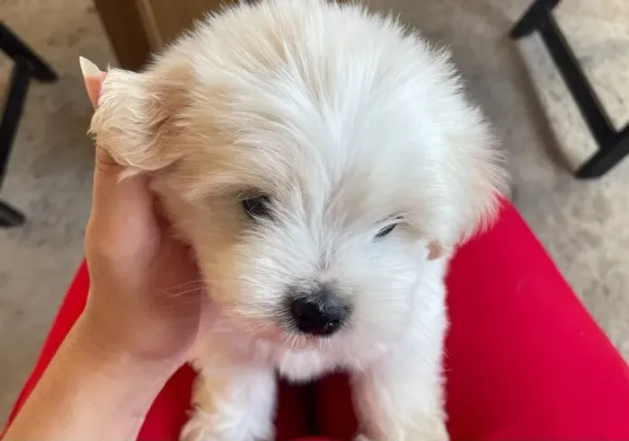 FILHOTE LHASA APSO 45 DIAS