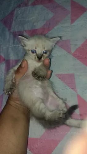 Filhotes de gato para adoção 