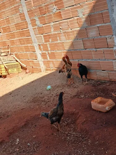 Vendo todos caipiras