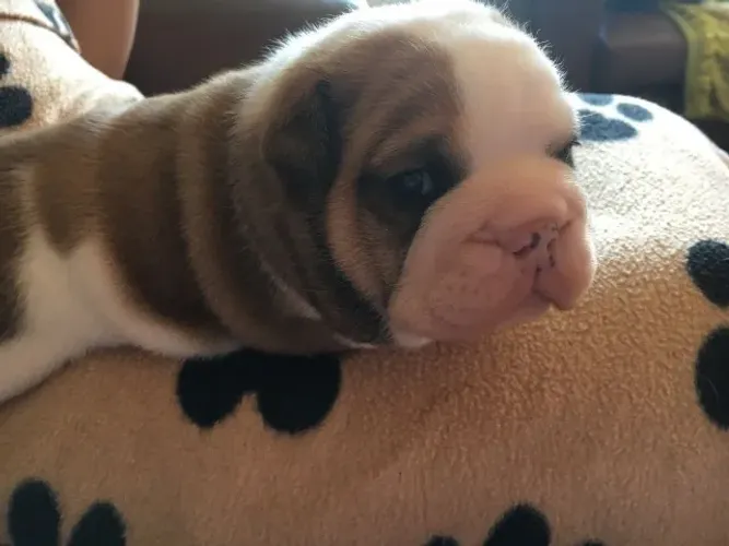 Bulldog Inglês,Bulldog Inglês Filhote Top Padrão da Raça