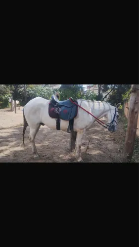 Cavalo castrado