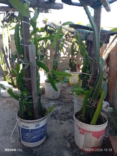 Pé de Pitaya Adulta (pitajeira)