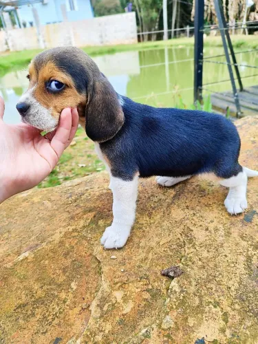 Filhote de Beagle
