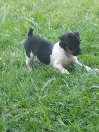 Filhotes de Fox-Paulistinha ou Terrier Brasileiro
