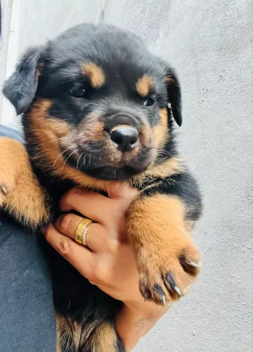 Cachorro Rottweiler cabeça de touro