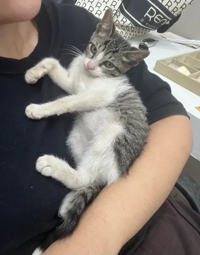 gatinho extremamente dócil para adoção