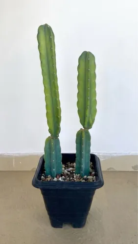 Vendo Cactos