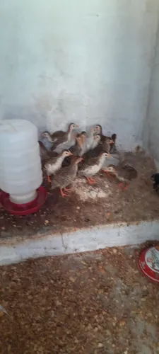 Guiné