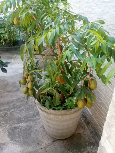 Um lindo pé de Cajamanga