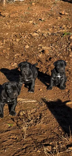 Filhotes de Cane Corso 