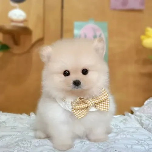 Neném spitz alemão/lulu da pomerânia dócil e saudável selecionado