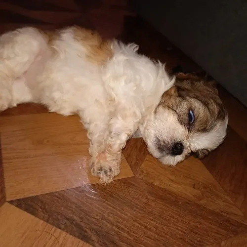 shih tzu com yorkshire filhotes