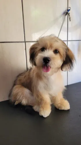Lhasa apso fêmea 6 meses 