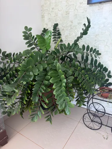Zamioculca linda,