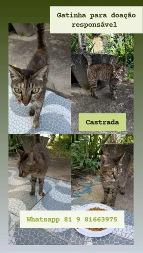 Gata