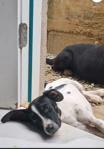 Adoção responsável cachorrinho (Macho)