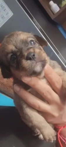 filhote pinscher com shitzu 
