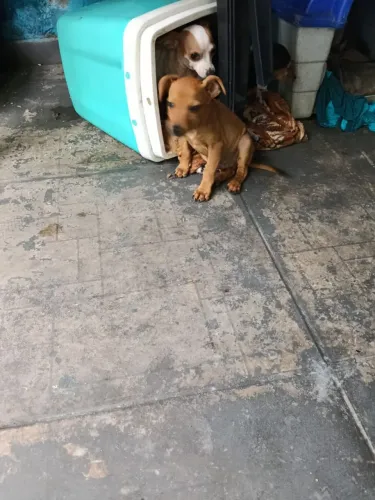 Pincher