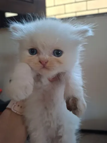 Vendo gato persa
