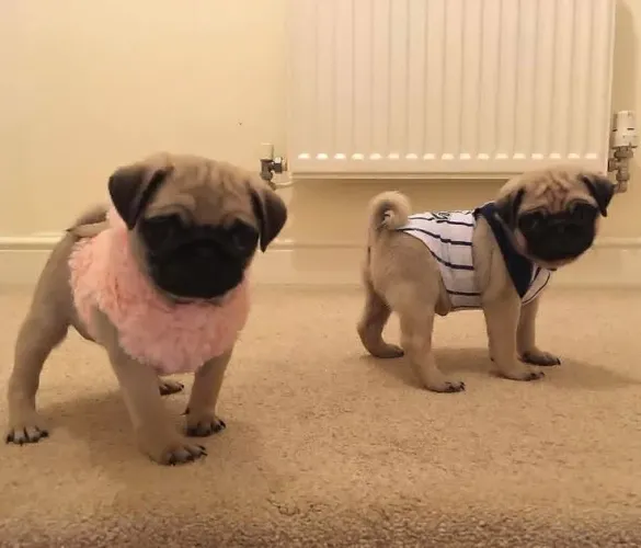 Filhotes De Pug - Patinhas Que Espalham Alegria 